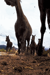 Horse Herd Running