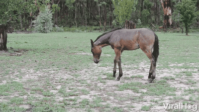 Horse in Grassy Field Saying Viralhog