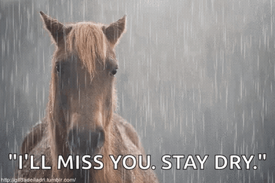 Horse In Rain I'll Miss You Stay Dry GIF