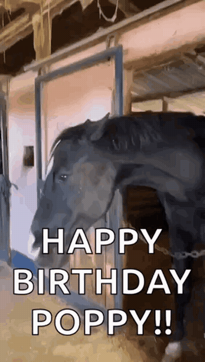 Horse In Stable Saying Happy Birthday Poppy GIF