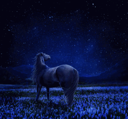 Horse In Starry Night Sky GIF