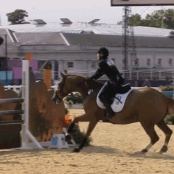 Horse Jumping Over Obstacle