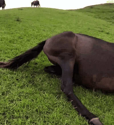 Horse Laying In Grassy Field With Two Horses GIF