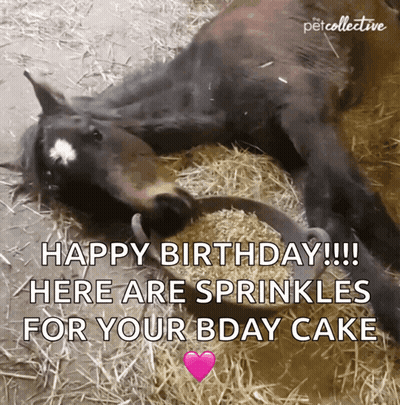 Horse Laying With Hay Bucket Saying Happy Birthday GIF