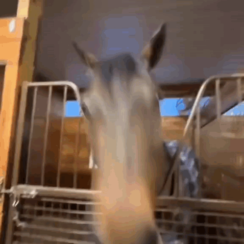 Horse Looking At Camera In Fenced Area GIF