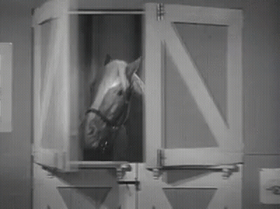 Horse Looking Out Stable Window GIF