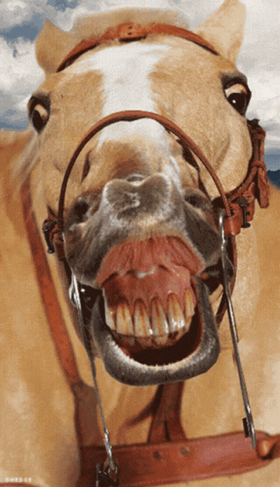 Horse Mouth Close Up Chedge GIF