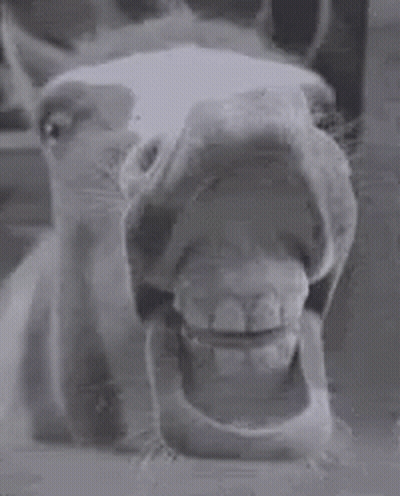 Horse Mouth Open Close Up GIF