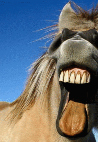 Horse Mouth With Tongue Out GIF