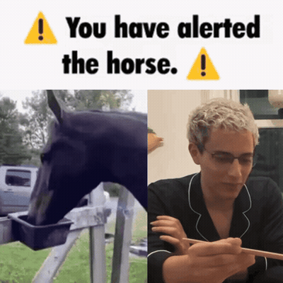 Horse Next To Man Eating GIF