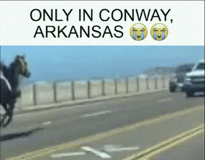 Horse On Side Of Road Only In Conway Arkansas GIF