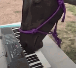 Horse Playing Piano