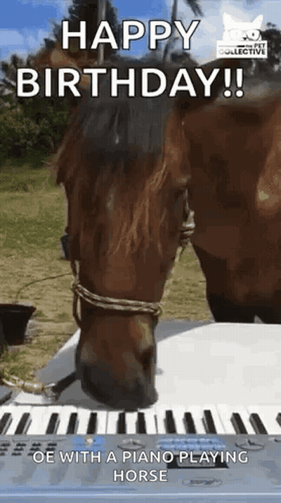 Horse Playing Piano With Head On Keyboard GIF