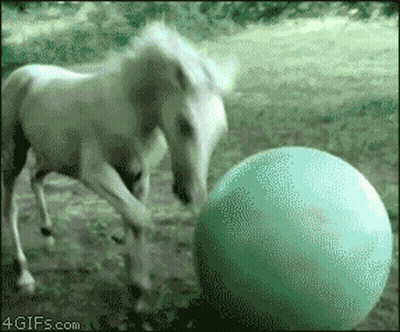 Horse Playing With Green Ball 4GIFs GIF