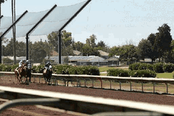 Horse Racing Clip GIF