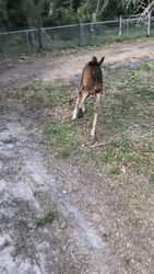Horse Running Cute Foal GIF