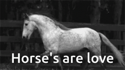 Horse Running In Front Of Fence Saying Horse's Are Love GIF