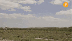 Horse Running Leaving Wild Horses  GIF