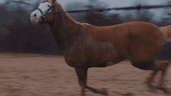 Horse Running Music Video  GIF