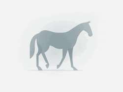 Horse Running Selaria Vertentes  GIF