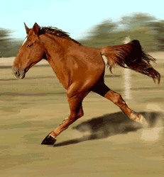 Horse Running Thoroughbred Meme GIF