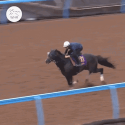 Horse Running Winner  GIF