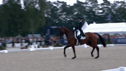 Horse Running Zooming Cross Country GIF