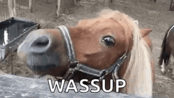 Horse Shouting Wazzup GIF