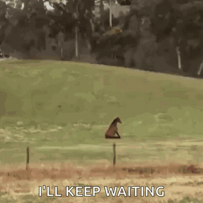 Horse Sitting In Field Saying I'll Keep Waiting GIF