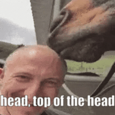 Horse Sniffing Man's Head Saying Head Top Of The Head GIF