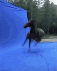 Horse Spinning Uncontrollably