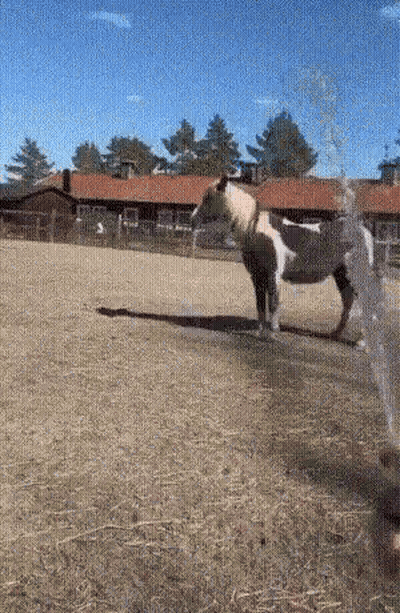 Horse Standing In Field With Sprinkler GIF