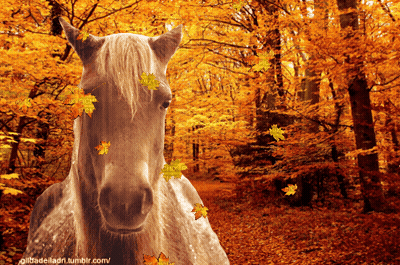 Horse Standing In Forest With Falling Leaves GIF