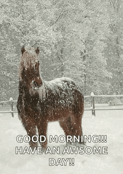 Horse Standing In Snow Saying Good Morning GIF
