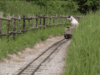 Horse Standing Next To Train Car On Track GIF