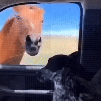 Horse Sticking Head Out Of Car Window With Dog GIF