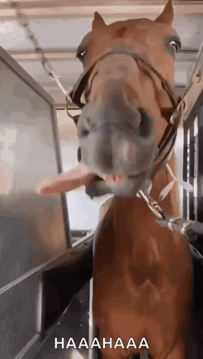 Horse Sticking Tongue Out GIF