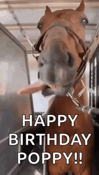 Horse Sticking Tongue Out Making Funny Face GIF
