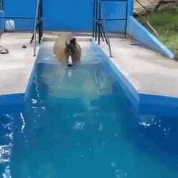Horse Swimming In A Pool