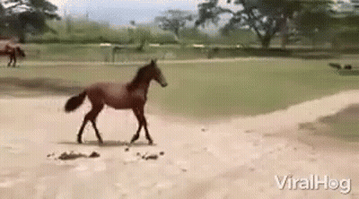 Horse Walking Across Dirt Field GIF