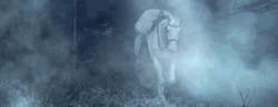 Horse Walking Inside The Fog GIF