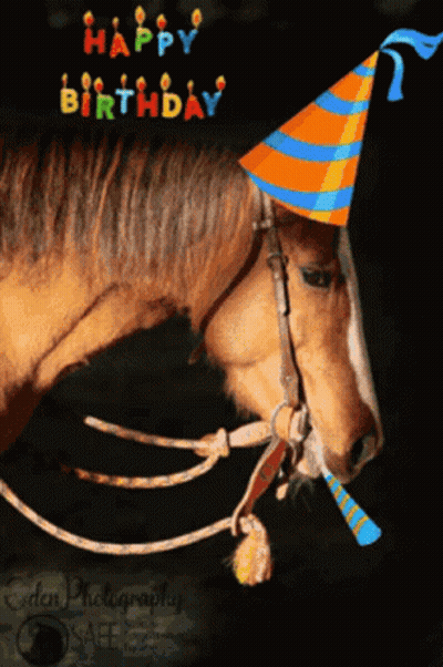 Horse Wearing Party Hat Saying Happy Birthday GIF