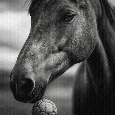 Horse With Ball In Mouth GIF