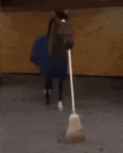 Horse With Blue Blanket And Broom In Mouth GIF