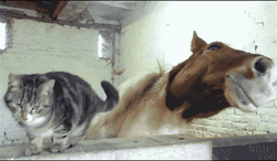 Horse With Cat