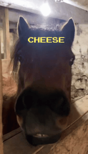 Horse With Cheese Word GIF