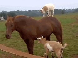 Horse With Goats