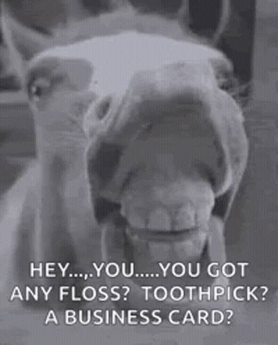 Horse With Mouth Open And Toothpick GIF