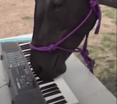 Horse With Purple Bridle Playing Piano GIF