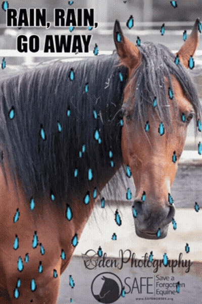 Horse With Rain Rain Go Away GIF